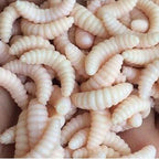 50Pcs Soft Artificial Maggot Grub Fishing Lures Bait